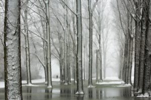 winter, Nature, Trees