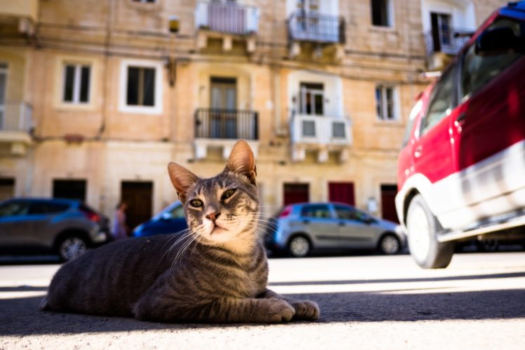street, Car, Animals, Cat HD Wallpaper Desktop Background