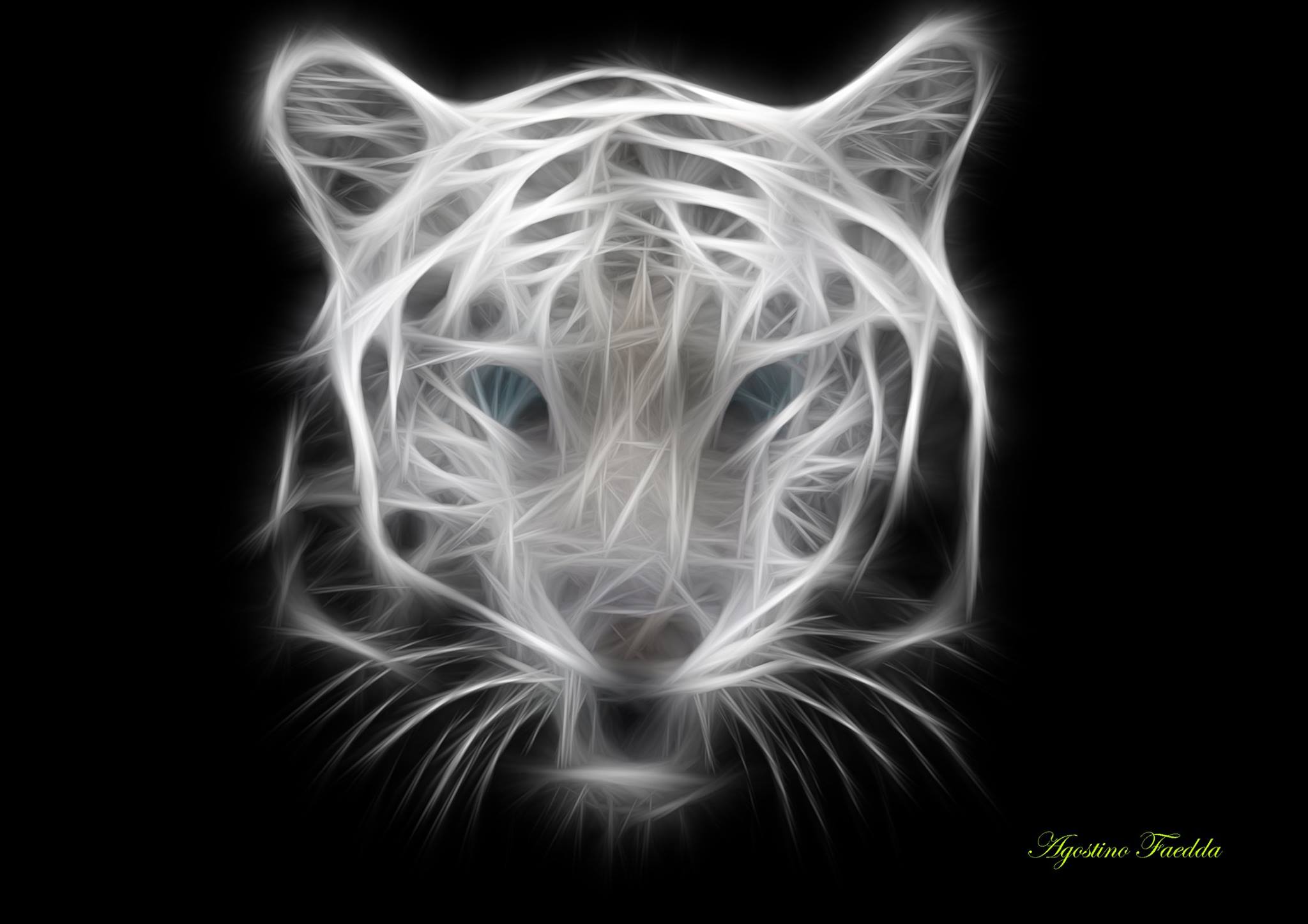 tiger, Wildlife Wallpaper