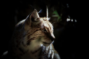 animals, Lynx, Closeup