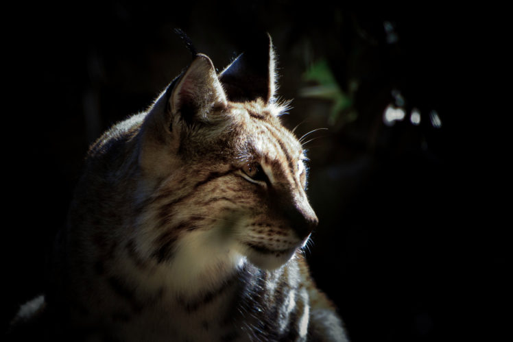 animals, Lynx, Closeup HD Wallpaper Desktop Background