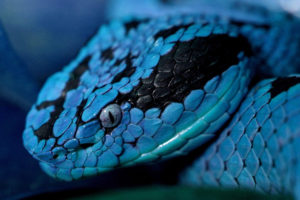 animals, Snake, Closeup