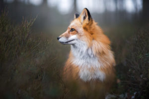 Iza Łysoń, Animals, Fox, Closeup, Portrait