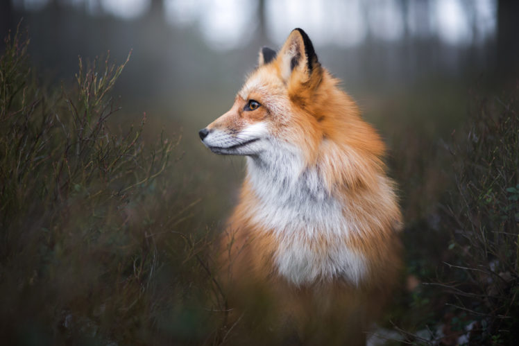 Iza Łysoń, Animals, Fox, Closeup, Portrait HD Wallpaper Desktop Background