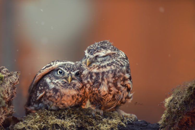 Tanja Brandt, Animals, Little owl, Closeup, Birds HD Wallpaper Desktop Background