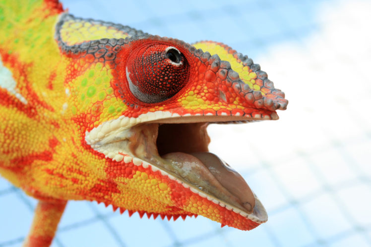 Gunnar Heilmann, Animals, Chameleons, Colorful, Closeup, Macro HD Wallpaper Desktop Background