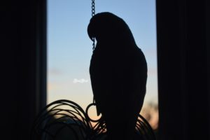 Arizona, Birds, Parrot, Parakeet, Irn, Indian ringneck, Photography