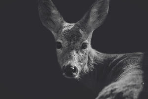 animals, Deer, Closeup, Monochrome