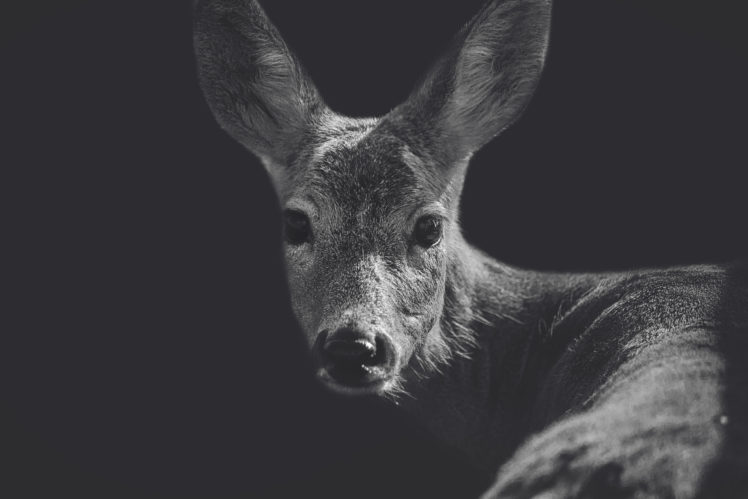 animals, Deer, Closeup, Monochrome HD Wallpaper Desktop Background
