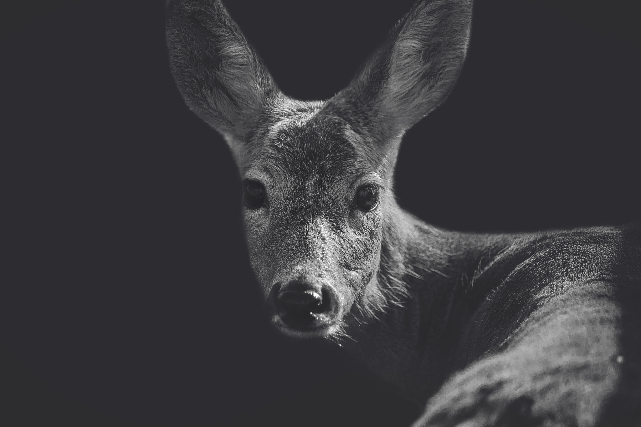 animals, Deer, Closeup, Monochrome Wallpaper