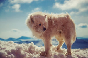 animals, Arctic wolf, Snow, Closeup