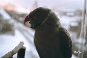 parrot, Birds, Arizona, Parakeet, Gray, Indian ringneck, Irn, Yawning, Snow, Winter