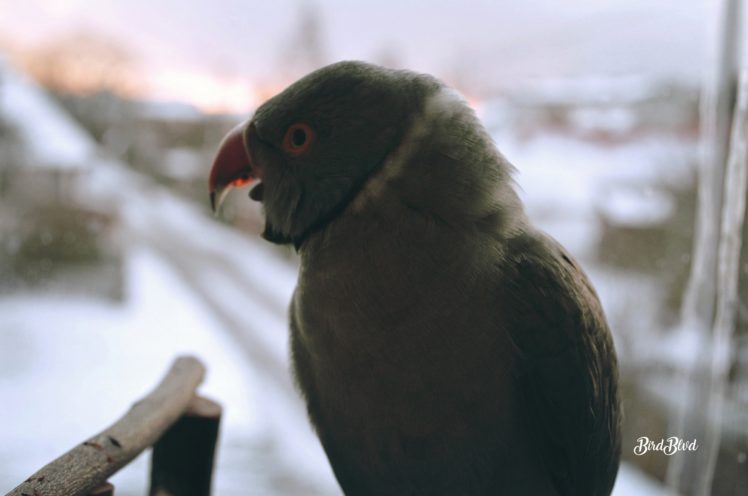 parrot, Birds, Arizona, Parakeet, Gray, Indian ringneck, Irn, Yawning, Snow, Winter HD Wallpaper Desktop Background