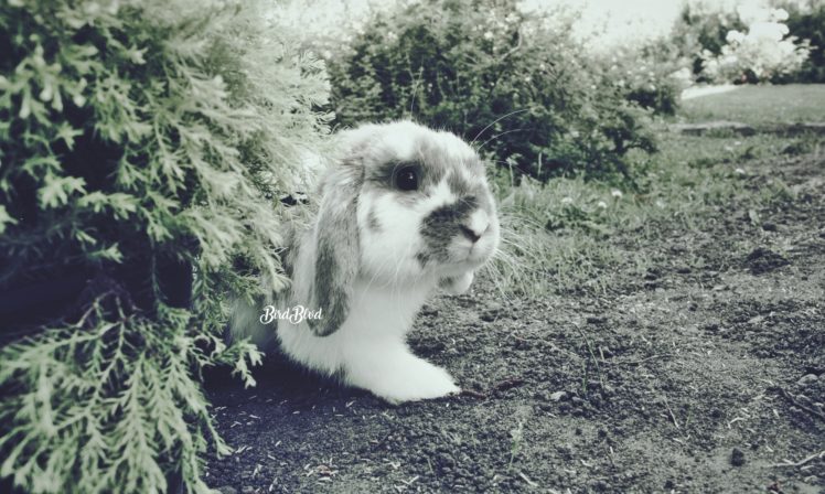 Billie Joe, Rabbits, Pet, Animals, Nature, Photography HD Wallpaper Desktop Background