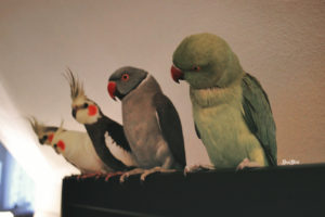 parrot, Birds, Parakeet, Indian ringneck, Cockatiel, Pets, Animals