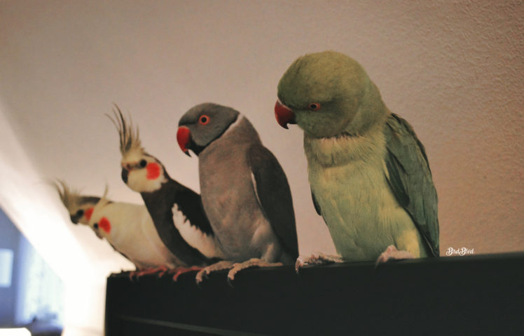 parrot, Birds, Parakeet, Indian ringneck, Cockatiel, Pets, Animals HD Wallpaper Desktop Background