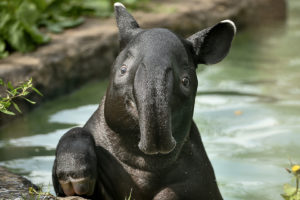 malayan tapir, Animals, Tapir