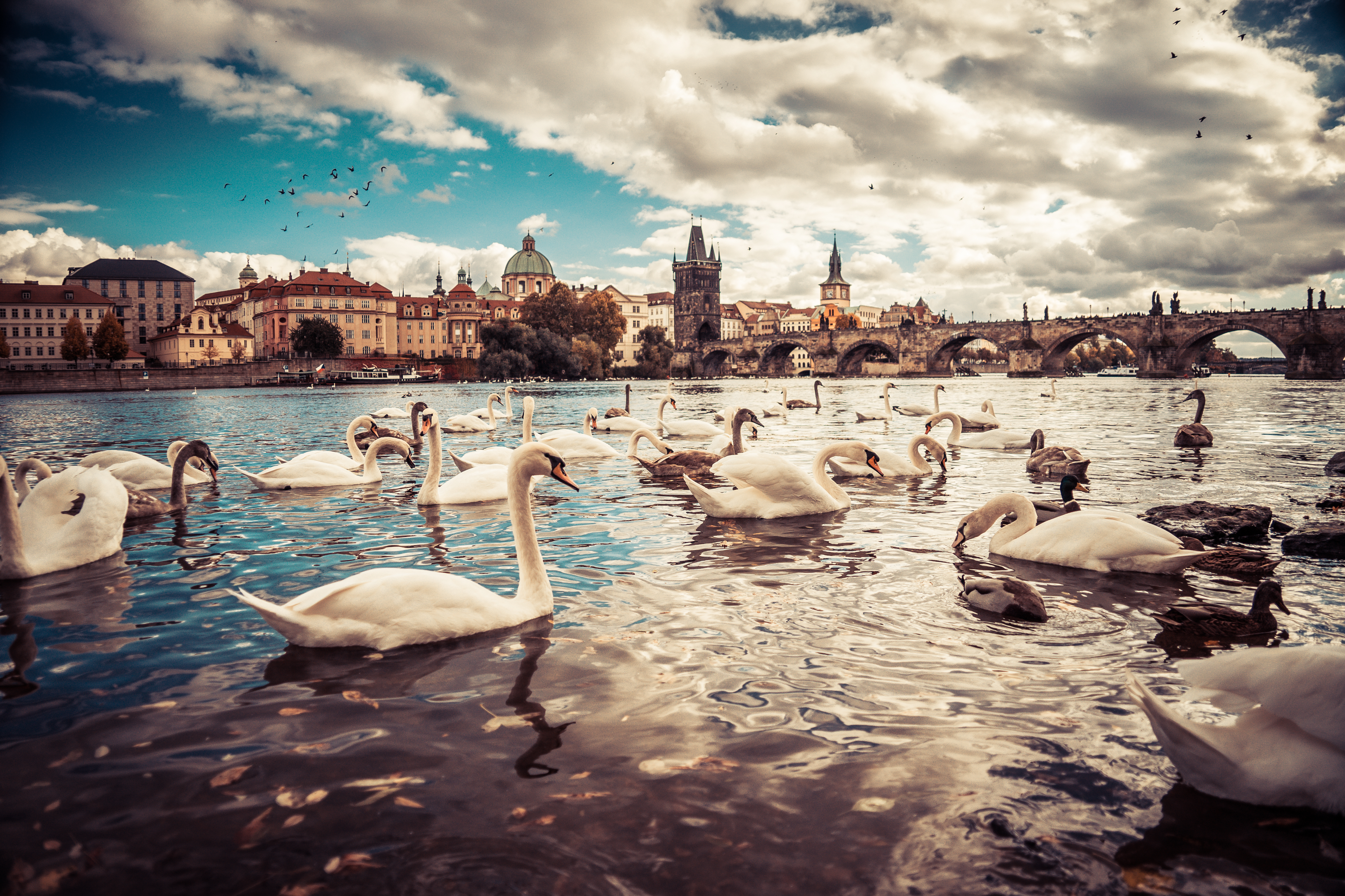 geese, Water, Bridge, Prague, Czech Republic, Swan Wallpaper
