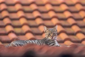 rooftops, Cat, Animals