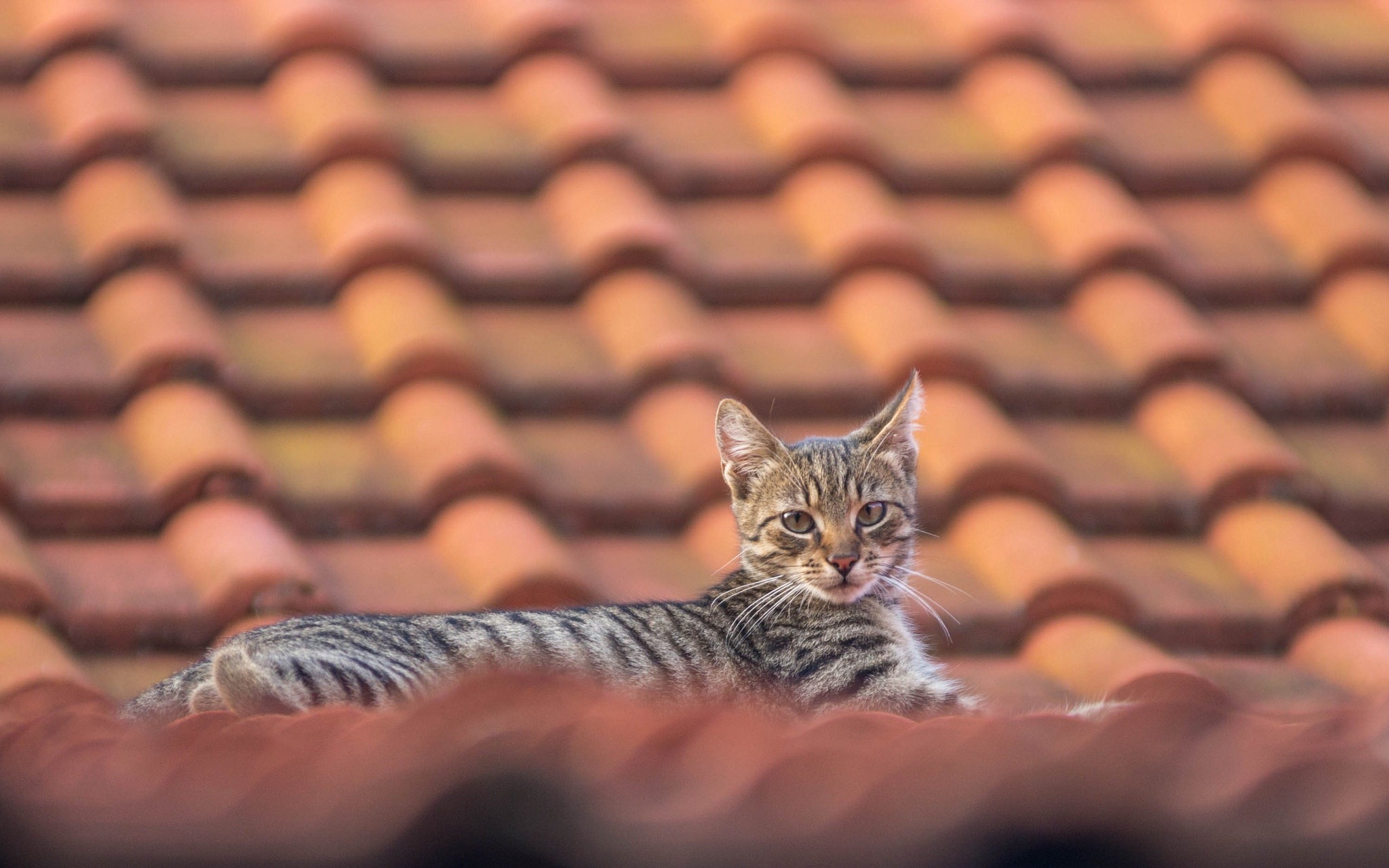 rooftops, Cat, Animals Wallpaper