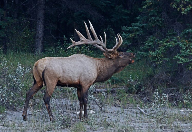 mammals, Deer, Animals HD Wallpaper Desktop Background