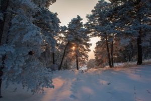 sunlight, Nature, Trees, Winter, Snow