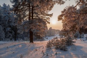 landscape, Nature, Snow, Trees, Winter