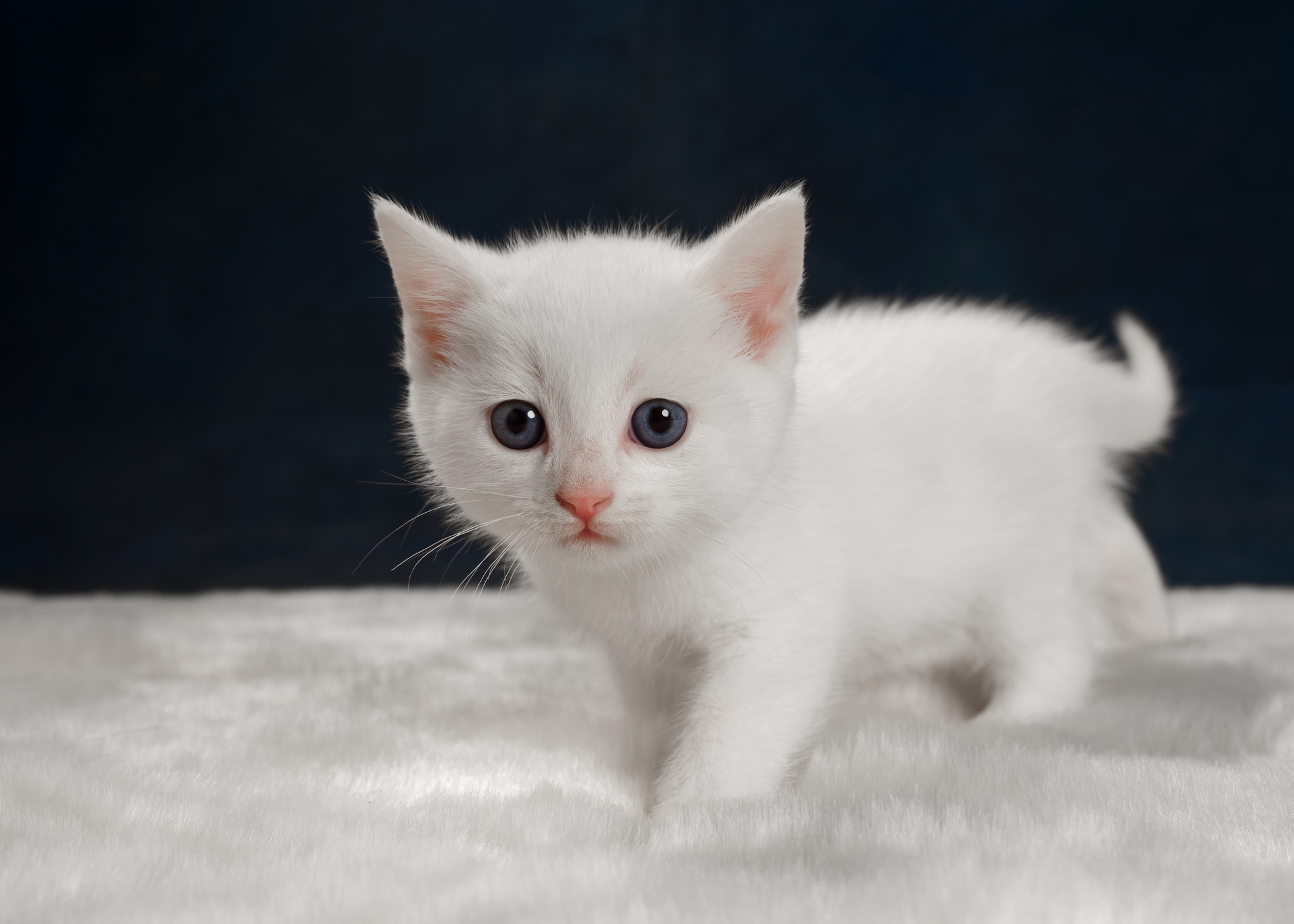 kittens, Baby animals, White, Cat, Animals Wallpaper