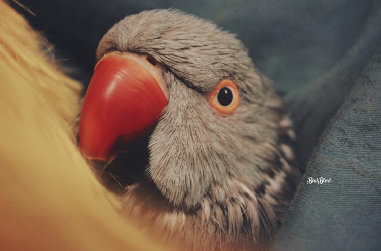 face, Parrot, Arizona, Gray, Birds, Parakeet, Pets, Animals, Beak, Indian ringneck HD Wallpaper Desktop Background