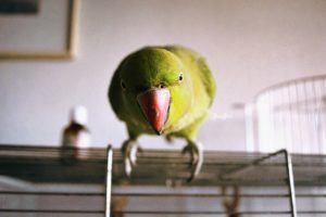 green, Indian ringneck, Parakeet, Birds, Parrot, Pet, Animals