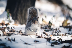 Pierre Lidar, Animals, Squirrel, Snow, Depth of field