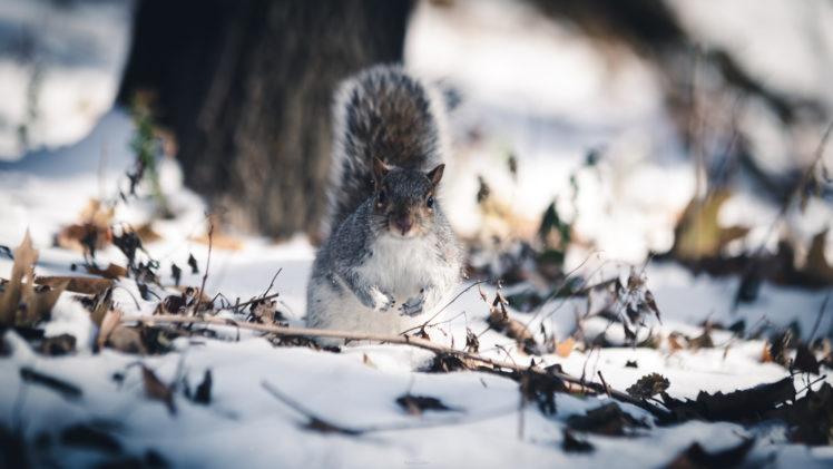 Pierre Lidar, Animals, Squirrel, Snow, Depth of field HD Wallpaper Desktop Background