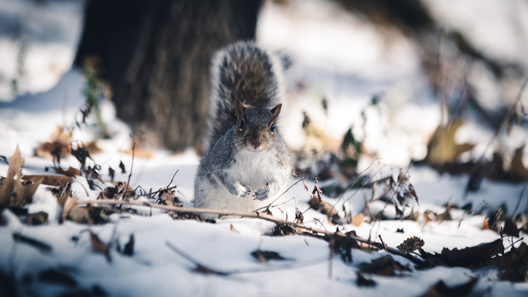Pierre Lidar, Animals, Squirrel, Snow, Depth of field Wallpaper