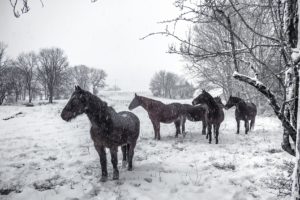 snow, Winter, Animals, Horse