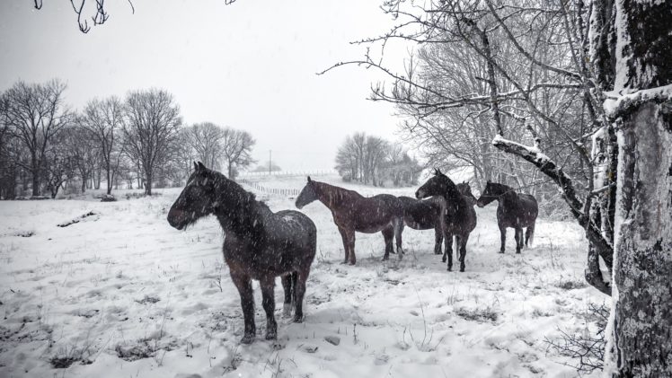 snow, Winter, Animals, Horse HD Wallpaper Desktop Background