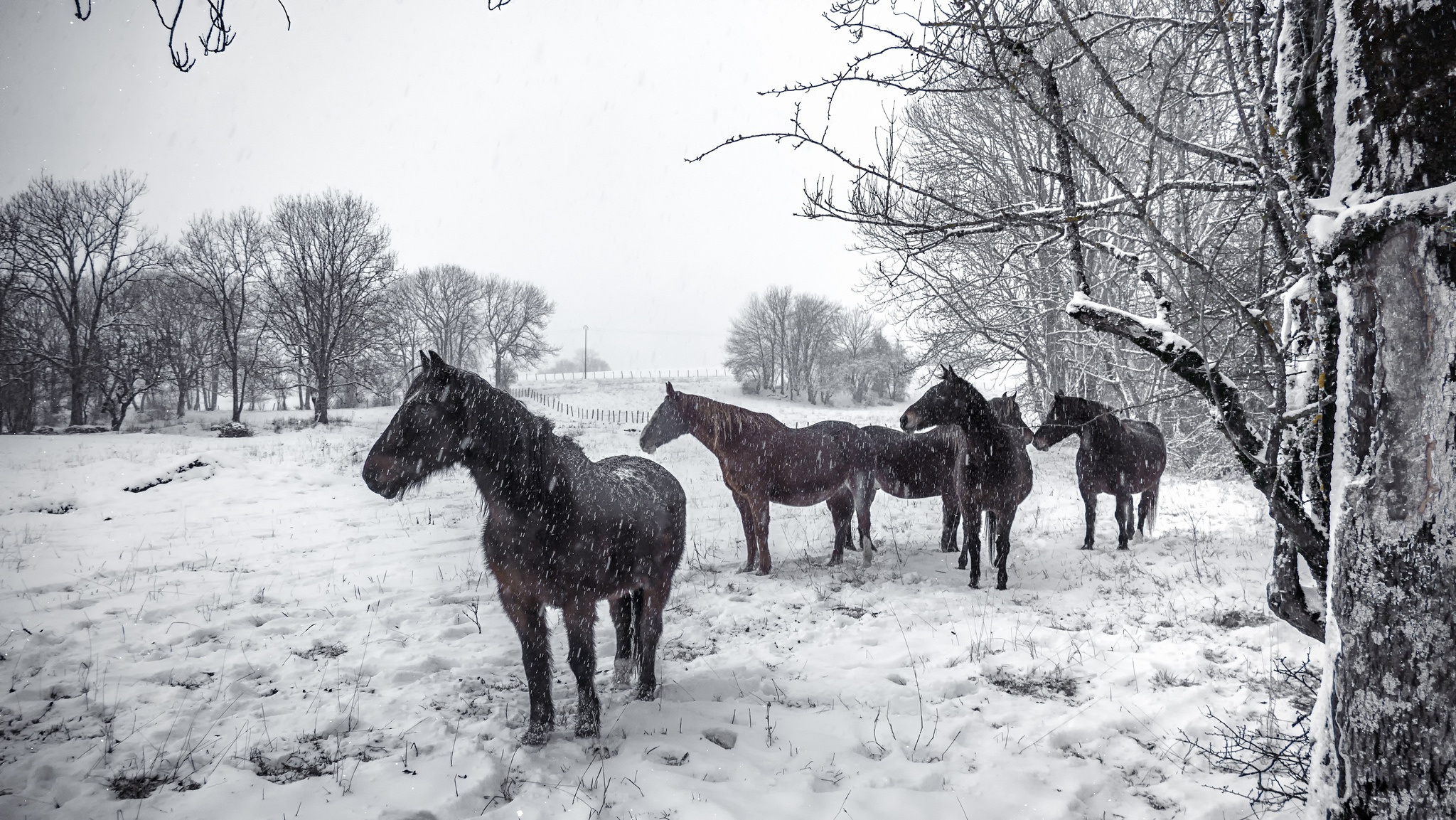 snow, Winter, Animals, Horse Wallpaper