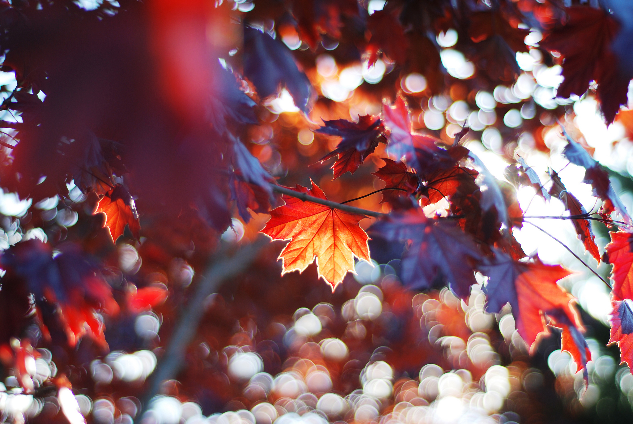 fall, Leaves, Sun, Trees, Colorful, Sunlight, Plants, Bokeh Wallpaper