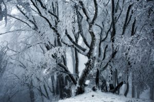 winter, Ice, Snow, Trees, Nature