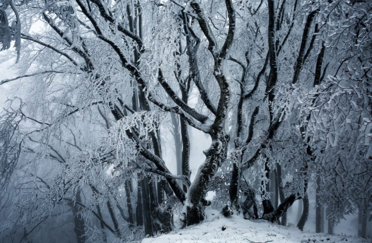 winter, Ice, Snow, Trees, Nature HD Wallpaper Desktop Background