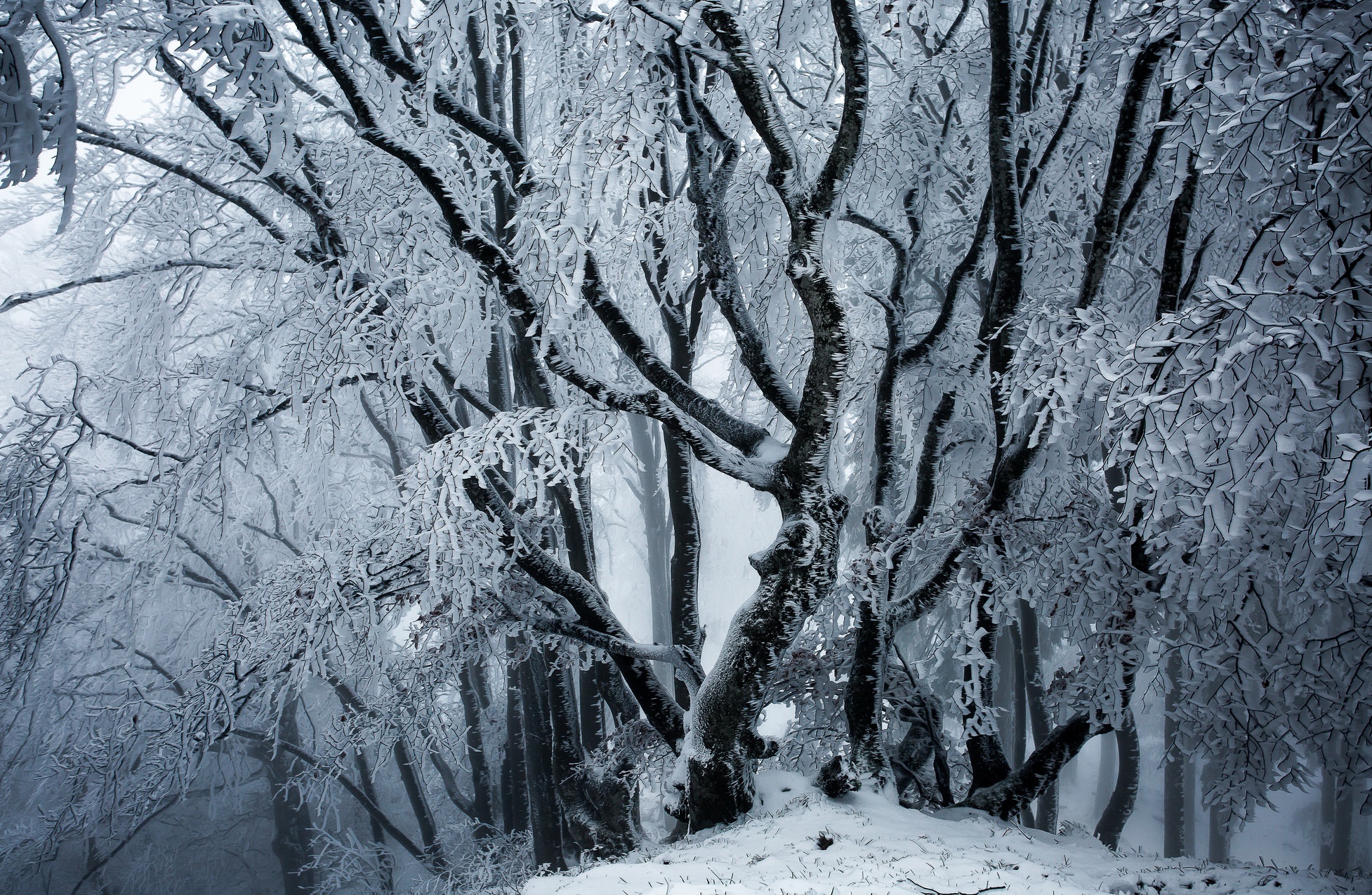 winter, Ice, Snow, Trees, Nature Wallpaper
