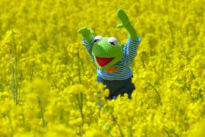 Kermit the Frog, Blossoms