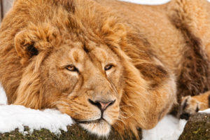 lying down, Lion, Snow, Rocks