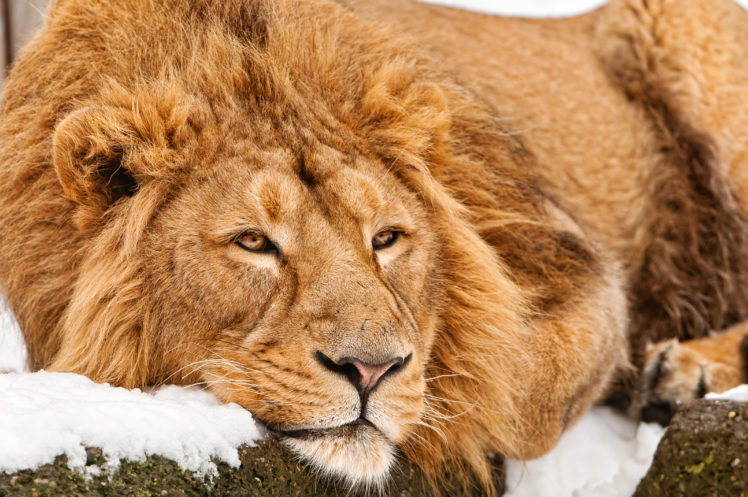 lying down, Lion, Snow, Rocks HD Wallpaper Desktop Background