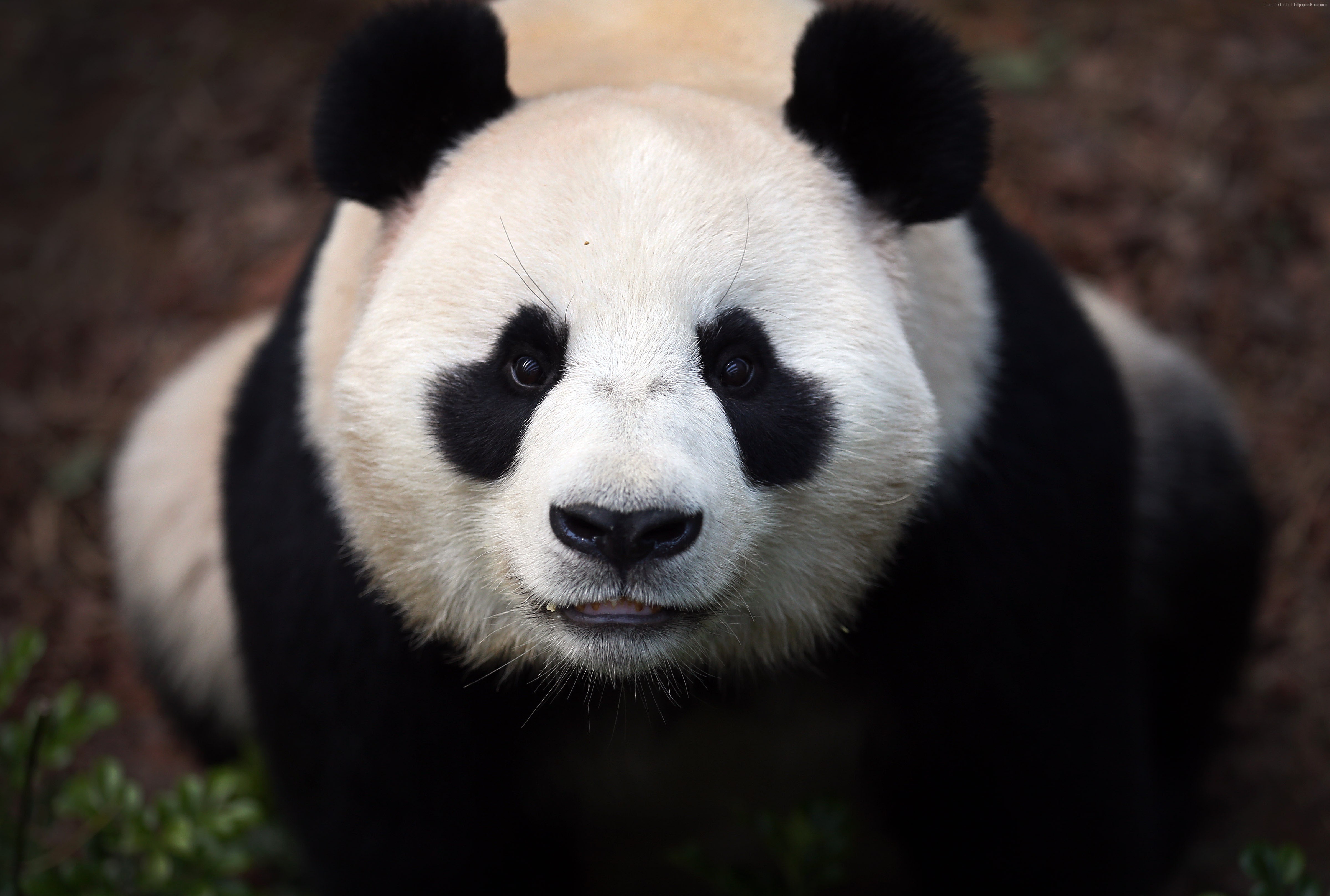 panda, Leaves, Forest Wallpaper