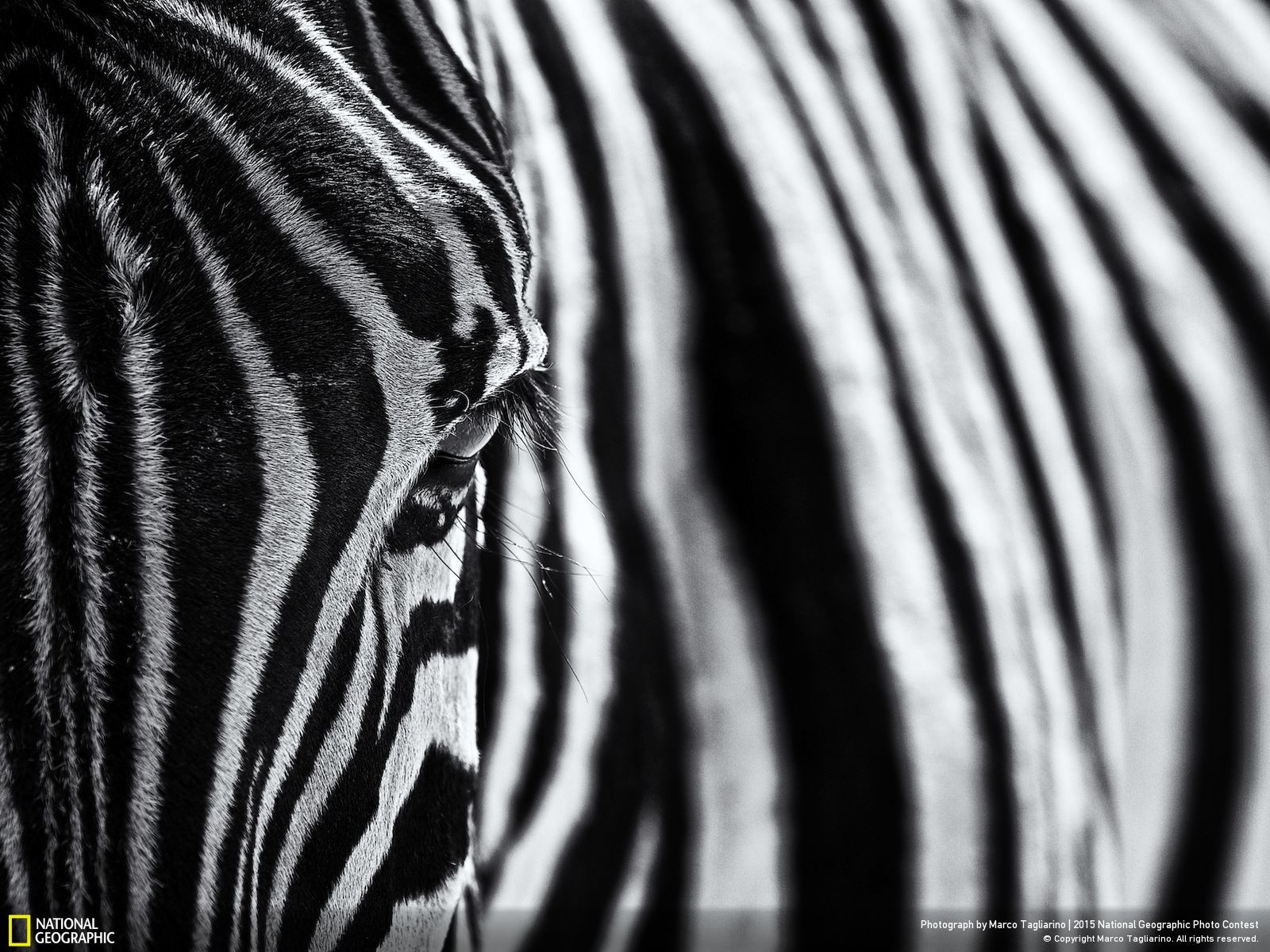 zebras, Mammals, National Geographic Wallpaper