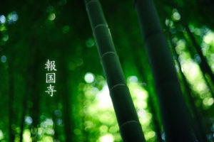 plants, Leaves, Bamboo
