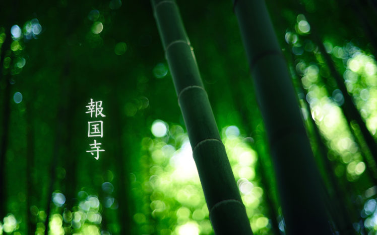plants, Leaves, Bamboo HD Wallpaper Desktop Background