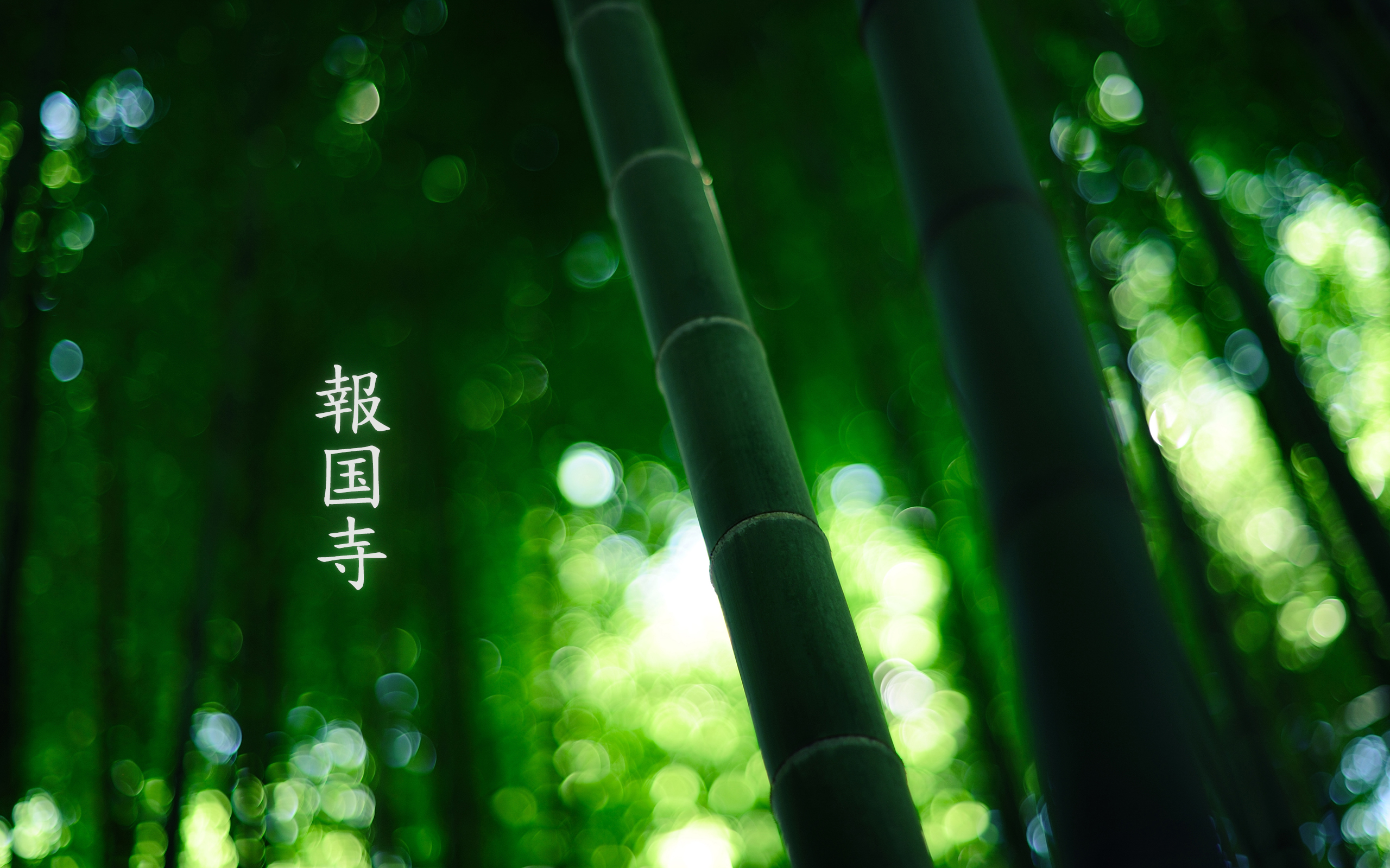 plants, Leaves, Bamboo Wallpaper