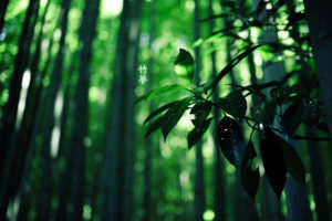 plants, Leaves, Bamboo