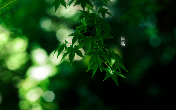 plants, Leaves, Bokeh HD Wallpaper Desktop Background